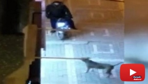 Başıboş Pitbull'un saldırdığı vatandaş arabanın üstüne çıkarak kurtuldu