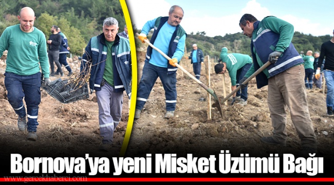 Bornova’ya yeni Misket Üzümü Bağı
