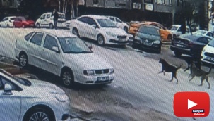 Çankaya sokaklarında sokak köpekleri dehşeti