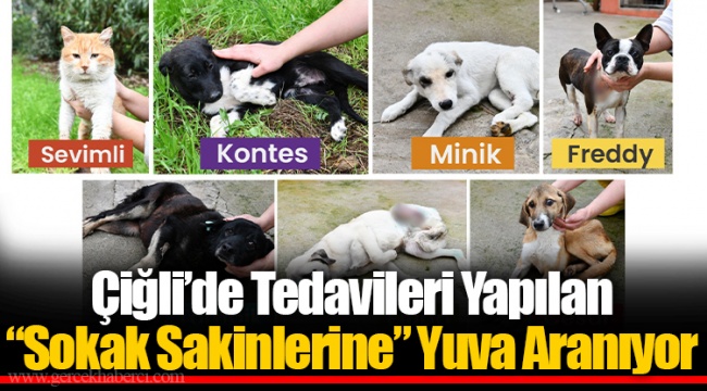 Çiğli’de Tedavileri Yapılan “Sokak Sakinlerine” Yuva Aranıyor