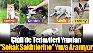 Çiğli’de Tedavileri Yapılan “Sokak Sakinlerine” Yuva Aranıyor