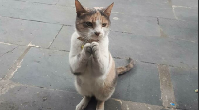 İki ayağının üzerine kalkarak esnaftan yemek isteyen kedi Rıfkı