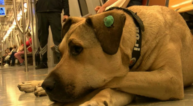 İmamoğlu: İstanbul’un dünyaca meşhur köpeği Boji’yi sahiplenen iş insanı Ömer Koç’a teşekkürler