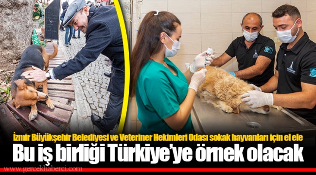İzmir Büyükşehir Belediyesi ve Veteriner Hekimleri Odası sokak hayvanları için el ele