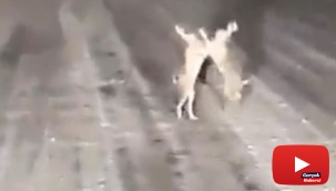 Karla kaplı yolda tavşanların kavgası gülümsetti