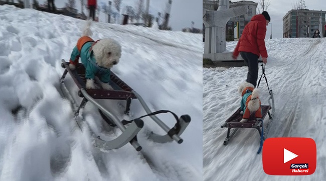 Köpeğin karda kayak keyfi renkli görüntüler oluşturdu