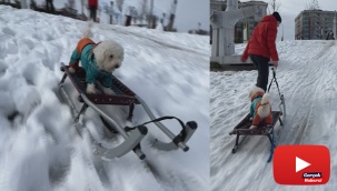 Köpeğin karda kayak keyfi renkli görüntüler oluşturdu