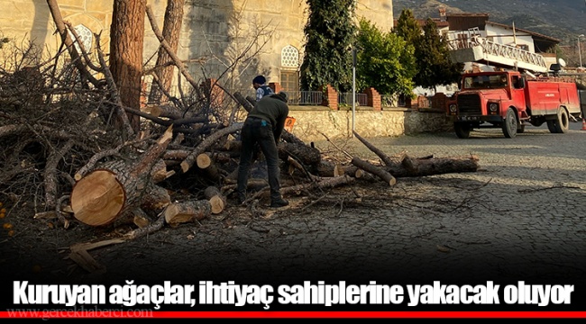 Kuruyan ağaçlar, ihtiyaç sahiplerine yakacak oluyor