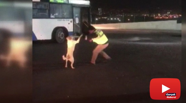 Otobüs şoförünün köpekle yaşadığı eğlenceli anlar kamerada