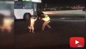 Otobüs şoförünün köpekle yaşadığı eğlenceli anlar kamerada
