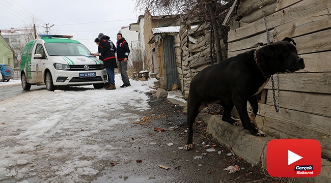 Pitbull ile sokağa çıkmak pahalıya patladı!