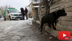 Pitbull ile sokağa çıkmak pahalıya patladı!