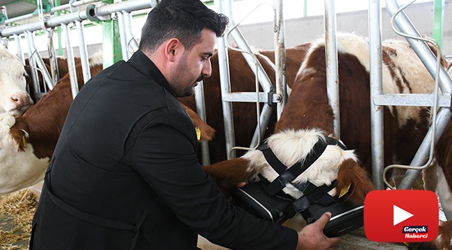 Sanal gerçeklik gözlüğüyle ineklerin süt verimliliği arttı