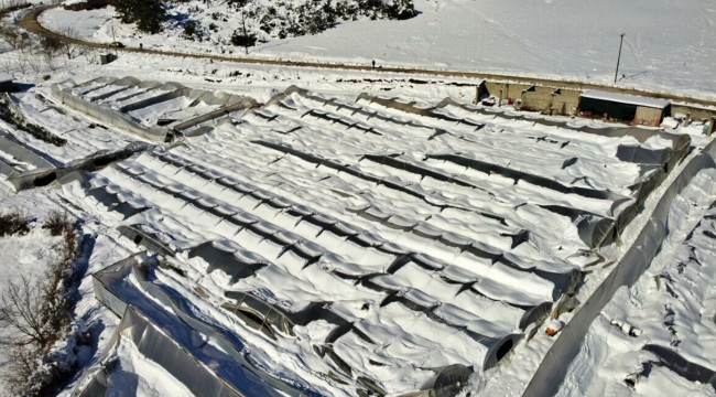 Sevgililer Günü için hazırlanan 2 milyon dal gül kardan çöken seranın altında kaldı