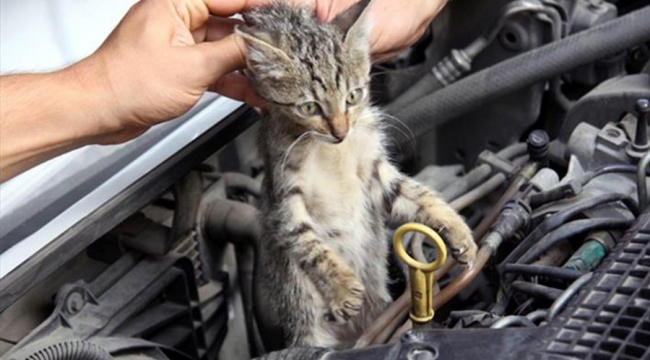 Veterinerlerden araç sahiplerine uyarı: Soğuk havalarda elinizle kaputa vurmadan motoru çalıştırmayın