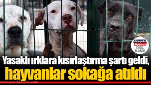 Yasaklı ırklara kısırlaştırma şartı geldi, hayvanlar sokağa atıldı