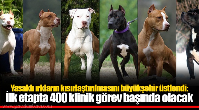 Yasaklı ırkların kısırlaştırılmasını büyükşehir üstlendi: İlk etapta 400 klinik görev başında olacak