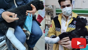 Ayağı kırılan kuzu veteriner bulunamayınca devlet hastanesinde tedavi edildi