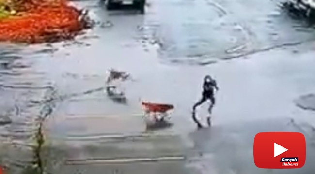 Başıboş köpekler korku saçıyor