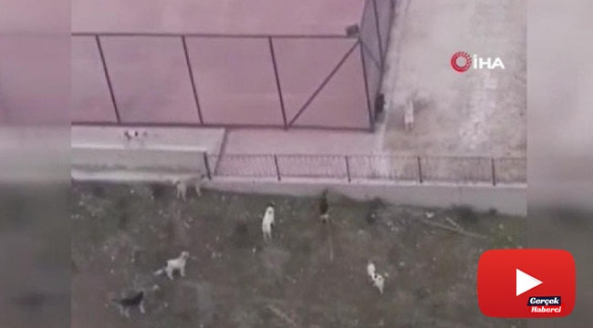 Başkentte ilkokul çevresindeki köpekler korkuttu