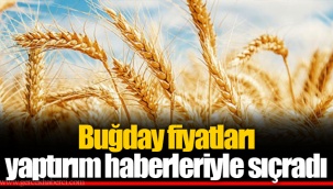 Buğday fiyatları yaptırım haberleriyle sıçradı