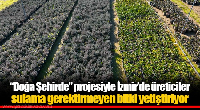 “Doğa Şehirde” projesiyle İzmir’de üreticiler sulama gerektirmeyen bitki yetiştiriyor