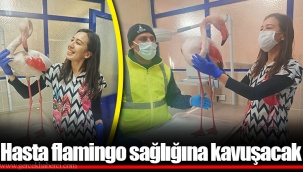 Hasta flamingo sağlığına kavuşacak
