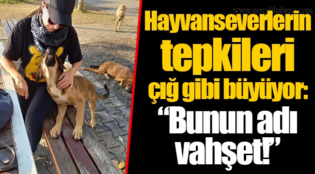 Hayvanseverlerin tepkileri çığ gibi büyüyor: “Bunun adı vahşet!”