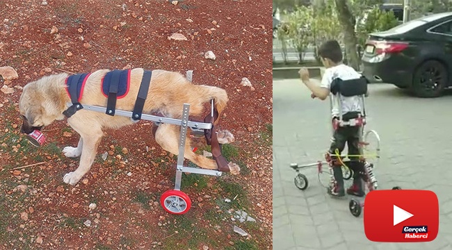 Hem felçli hayvanlara hem de çocuklara umut oluyor