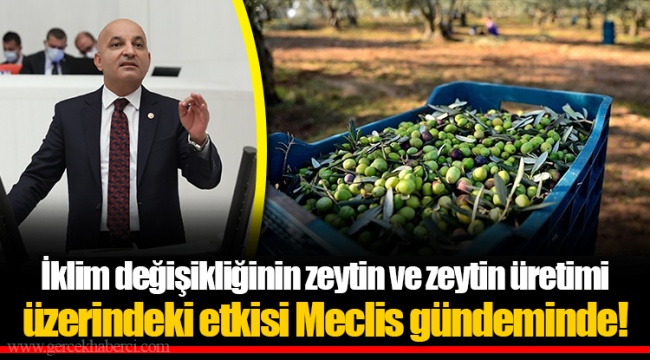 İklim değişikliğinin zeytin ve zeytin üretimi üzerindeki etkisi Meclis gündeminde!