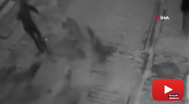 Köpeğini gezdiren vatandaşa köpek sürüsü saldırdı