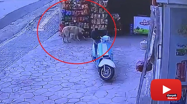 Marketten cips çalan köpek kameraya yakalandı