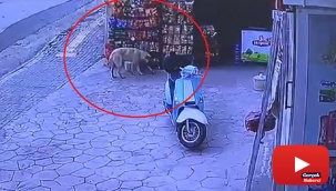 Marketten cips çalan köpek kameraya yakalandı