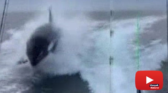 Meksika'da katil balina tekneyi kovaladı