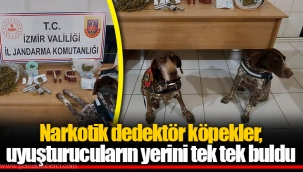 Narkotik dedektör köpekler, uyuşturucuların yerini tek tek buldu