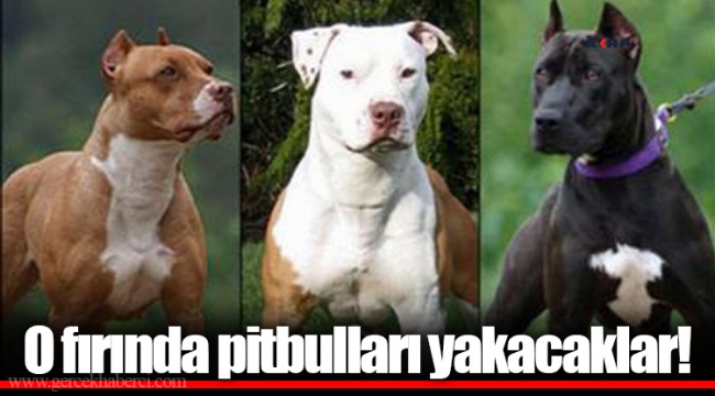 O fırında pitbulları yakacaklar!