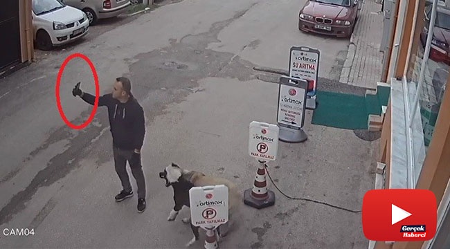 Pitbull köpeğini sokak köpeğine saldırttı, selfie çekti