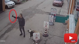 Pitbull köpeğini sokak köpeğine saldırttı, selfie çekti