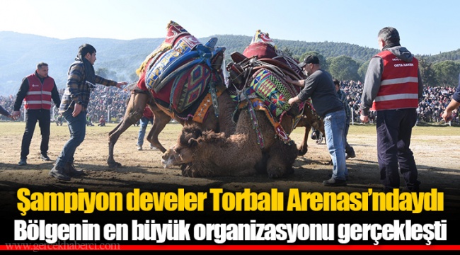 Şampiyon develer Torbalı Arenası’ndaydı