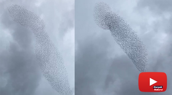 Sığırcık kuşlarından görsel şölen