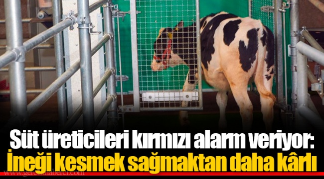 Süt üreticileri kırmızı alarm veriyor: İneği kesmek sağmaktan daha kârlı