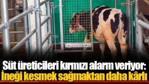 Süt üreticileri kırmızı alarm veriyor: İneği kesmek sağmaktan daha kârlı