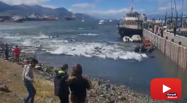 Yalancı katil balinalar kıyıya vurdu