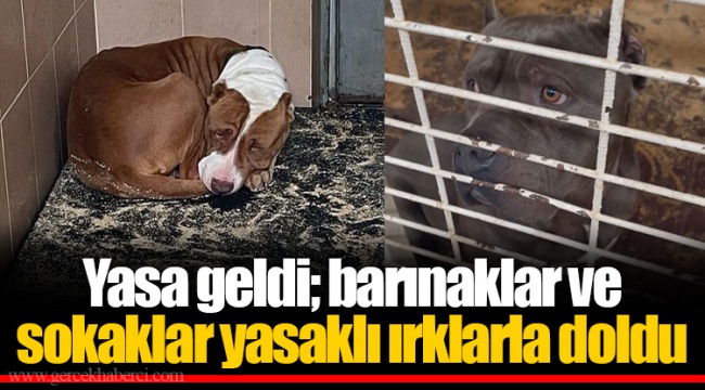 Yasa geldi; barınaklar ve sokaklar yasaklı ırklarla doldu