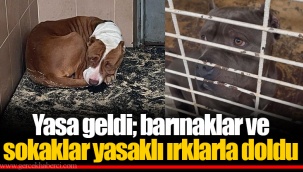 Yasa geldi; barınaklar ve sokaklar yasaklı ırklarla doldu