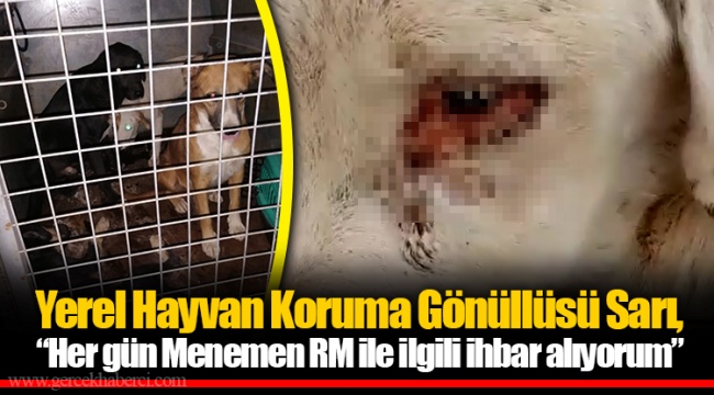 Yerel Hayvan Koruma Gönüllüsü Sarı, “Her gün Menemen RM ile ilgili ihbar alıyorum”