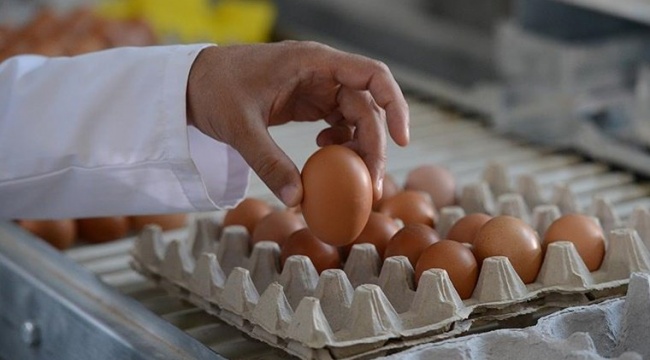 Yumurtaya maliyet zammı!