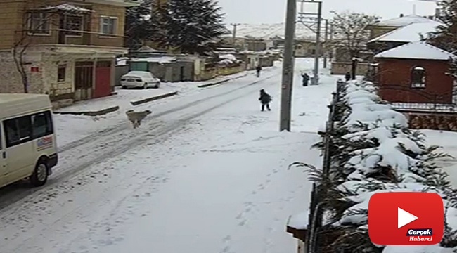 8 yaşındaki çocuğa köpek saldırısı kamerada