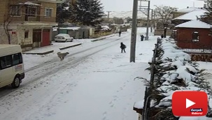 8 yaşındaki çocuğa köpek saldırısı kamerada
