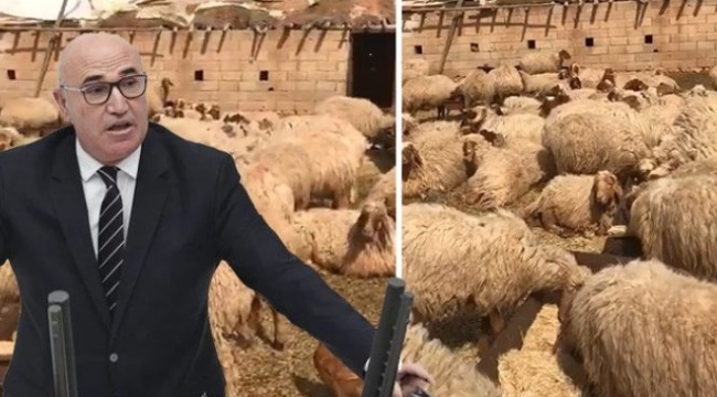 Bu da oldu: “Adana’da 17 koyun gözaltına alındı”